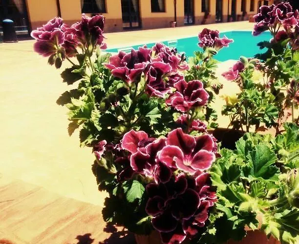 Del Riccio Martirano